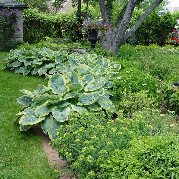 Hosta Frances Williams