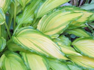 Hosta Geisha