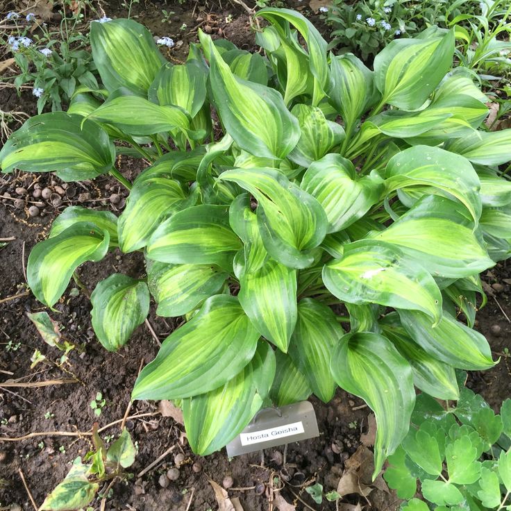 Hosta Geisha