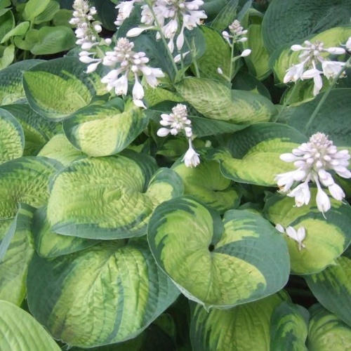 Hosta Paradigm