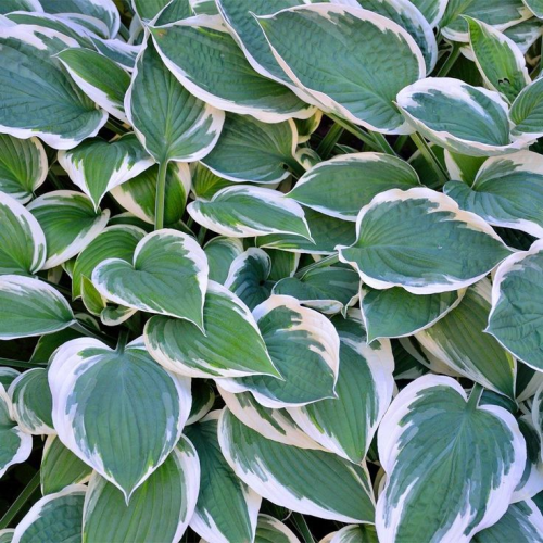 Hosta Patriot