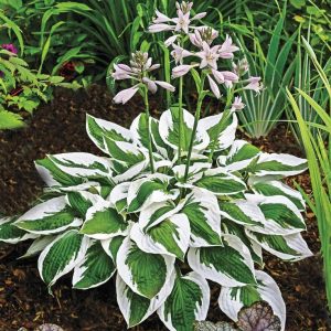 Hosta Patriot