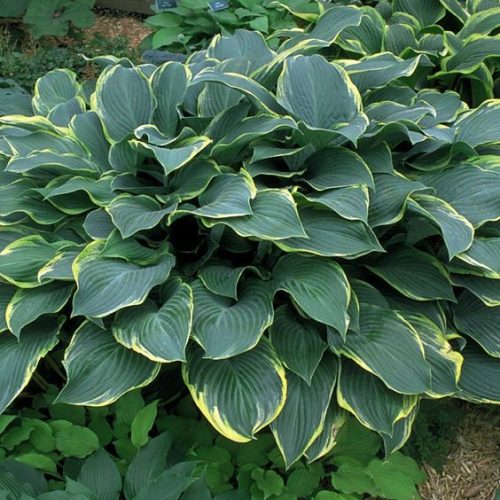 Hosta Regal splendor