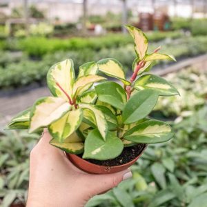 Hoya Krimson Queen
