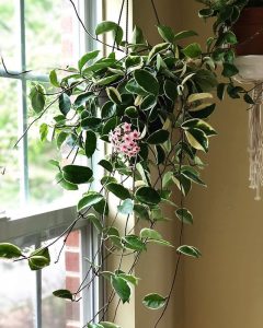 Hoya Krimson Queen