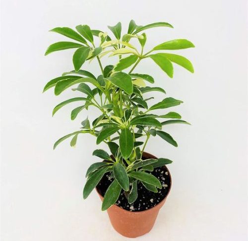 Caring for Schefflera