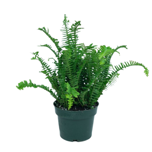 Kimberly Queen Fern