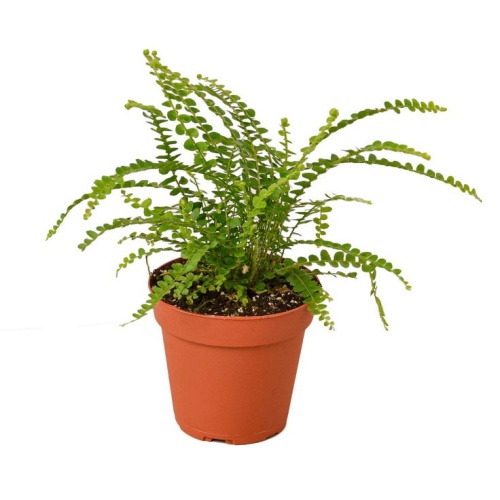 Lemon Button Fern