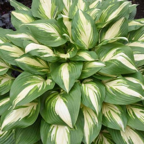 Miss American Hosta