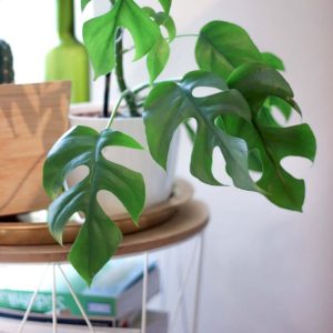 Monstera Minima