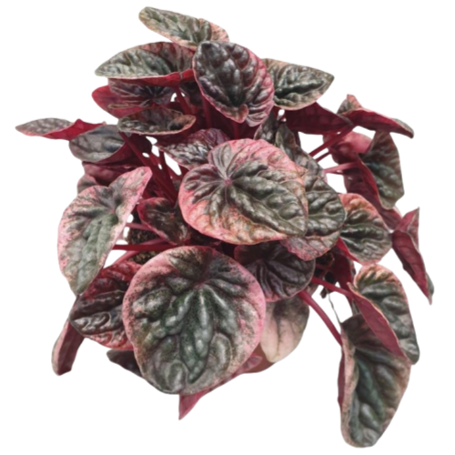 Peperomia Caperata Abricos