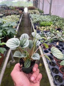 Peperomia Caperata Silver