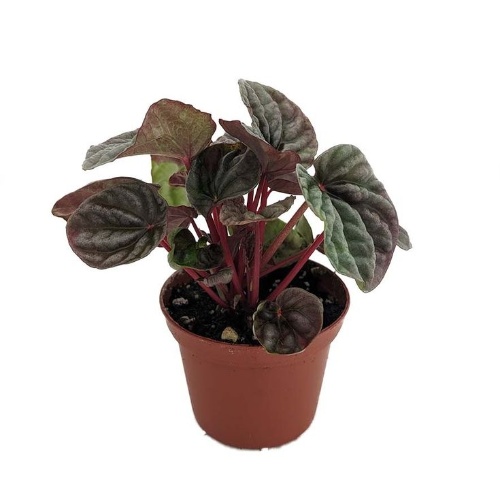 Peperomia Caperata Luna Red