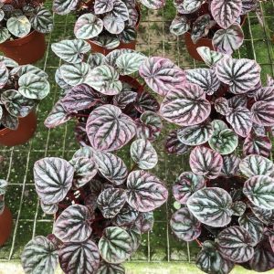 Peperomia Caperata Luna Red