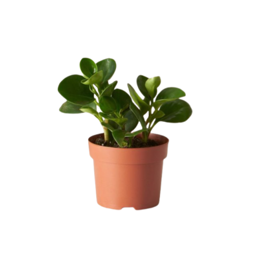 Peperomia Obtusifolia