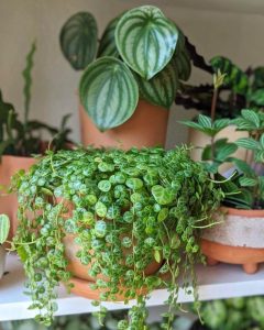 Peperomia Prostrata