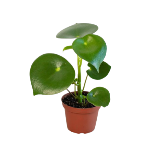 Peperomia Polybotrya