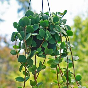 Peperomia tetraphylla