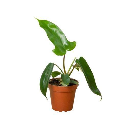 Philodendron Florida Green