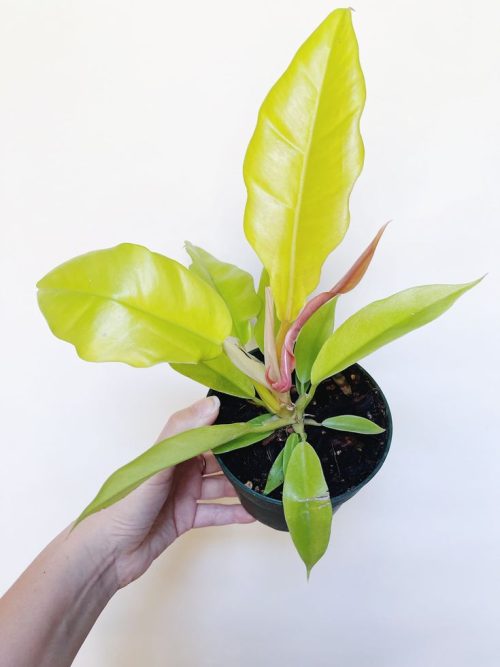 The best growing environment for pothos