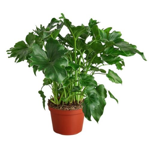 Philodendron Little Hope