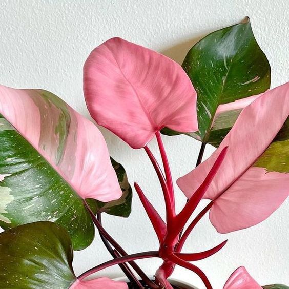 Pruning to promote branching of red-faced philodendron