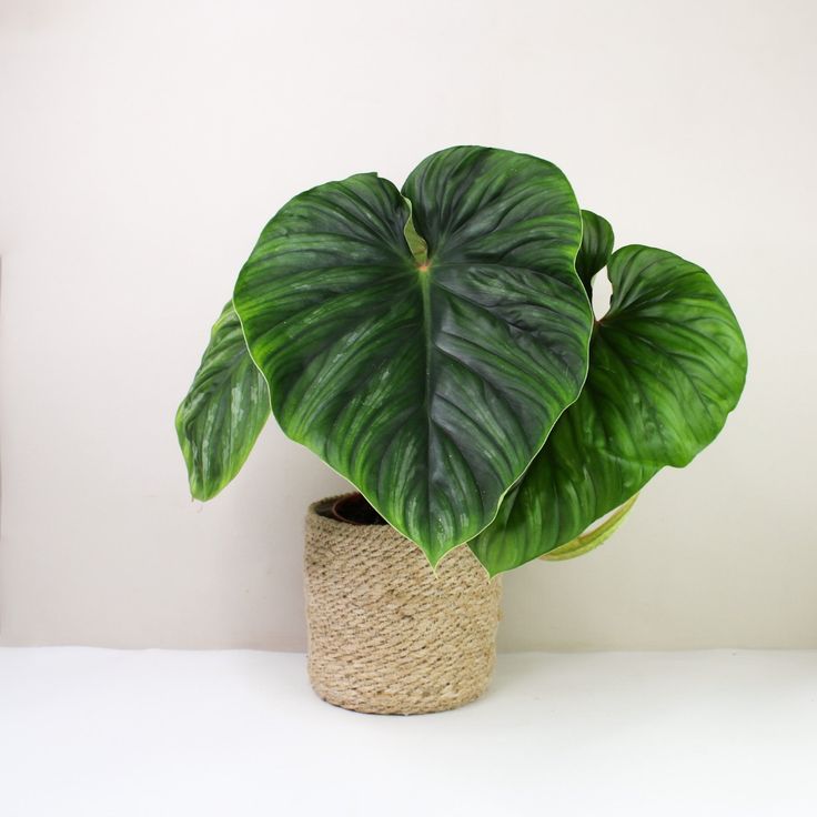 The best growing environment for Philodendron