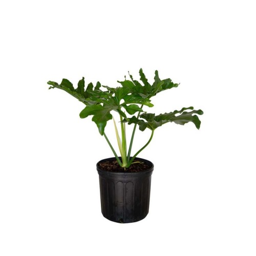 Philodendron Selloum