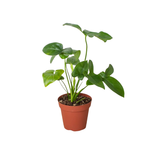 Philodendron Goeldii