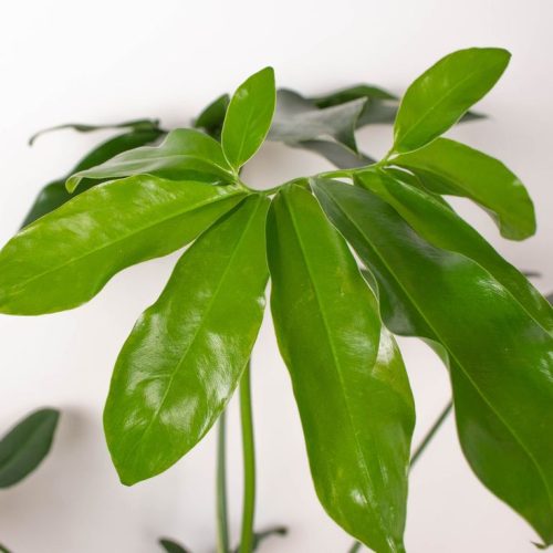 Characteristics of Philodendron