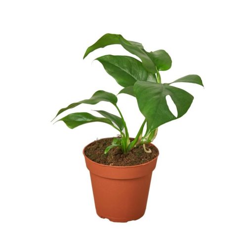 Philodendron minima