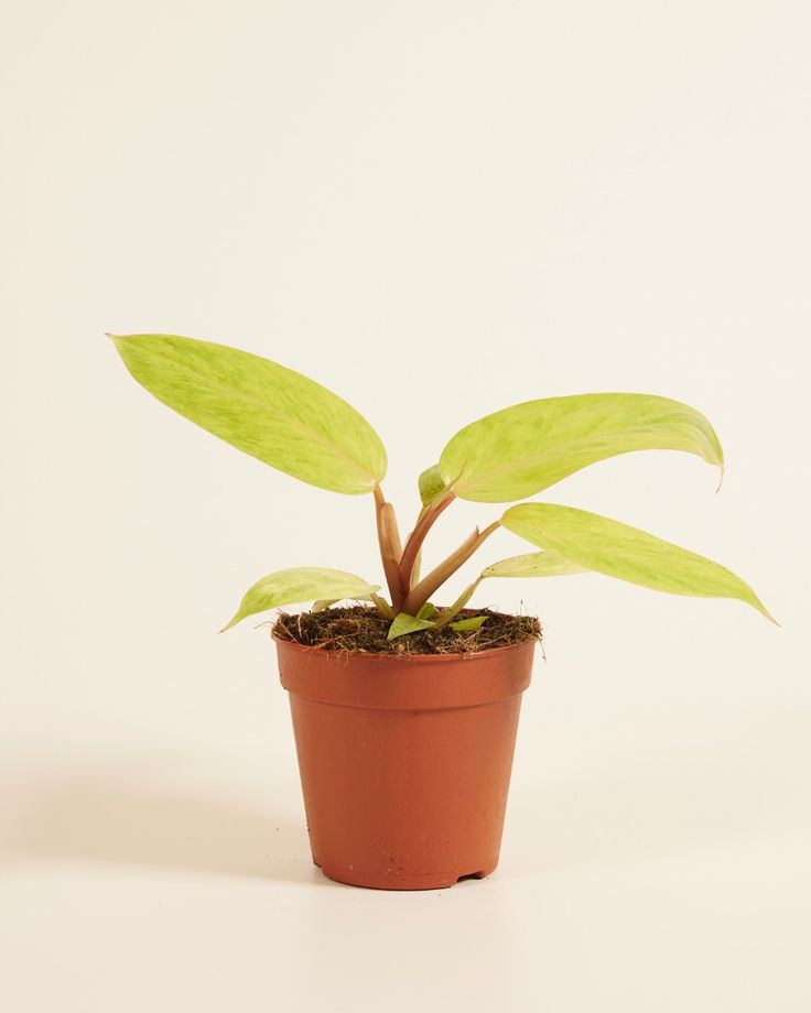 Watering frequency of Ceylon Golden Philodendron