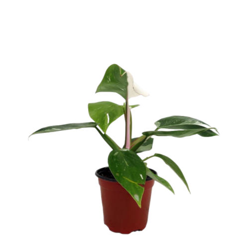 Philodendron White Princess