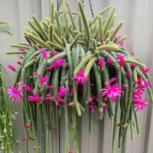 Rat Tail Cactus