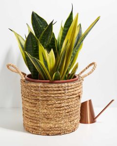 Sansevieria La Rubia