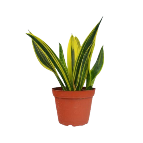 Sansevieria La Rubia