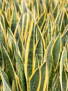 Sansevieria Laurentii