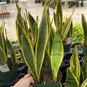 Sansevieria Laurentii