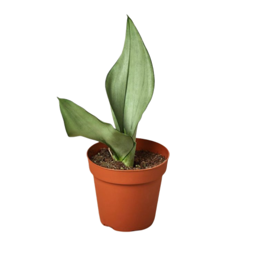 Sansevieria Moonshine