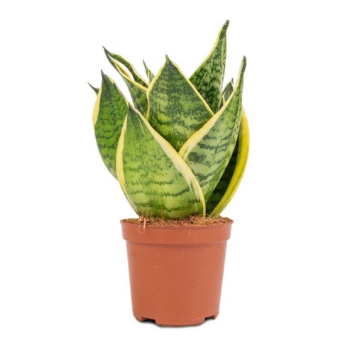 Sansevieria trifasciata Golden Hahnii