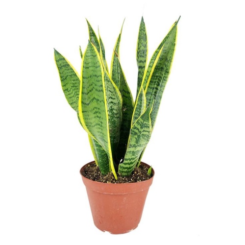 Sansevieria Laurentii