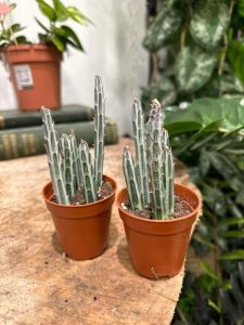 Senecio Stapeliaeformis