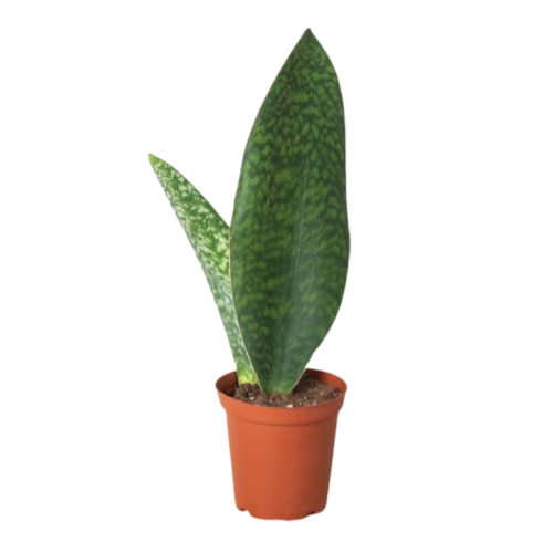 Whale Fin Sansevieria