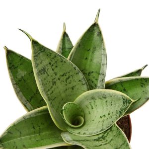 Sansevieria Starlight