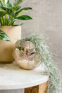 Tillandsia usneoides