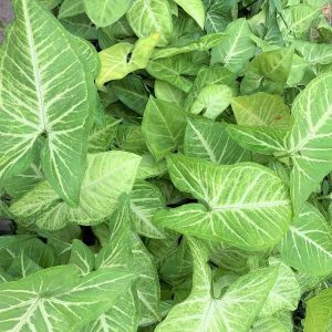 Syngonium White Butterfly