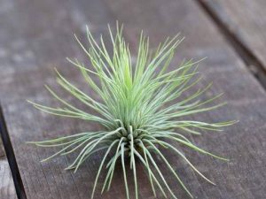 Tillandsia Andreana