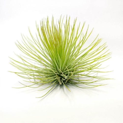 Tillandsia Andreana