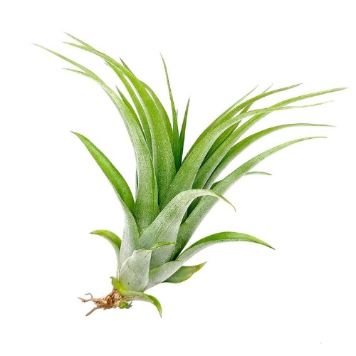 Tillandsia Brachycaulos