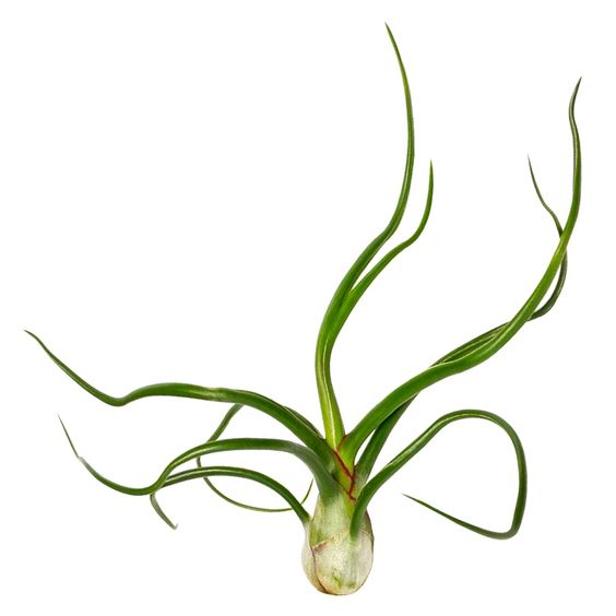 Tillandsia Bulbosa